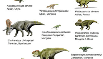Цератопсиды (Ceratopsidae) — история, особенности и классификация