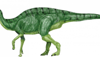 Цинтаозавр — распространение и особенности