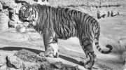 Туранский тигр, Закавказский тигр и Каспи́йский тигр — история вымерших подвидов