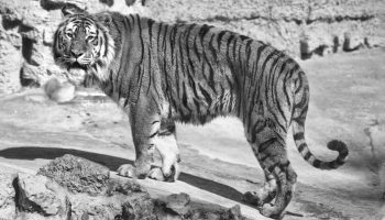 Туранский тигр, Закавказский тигр и Каспи́йский тигр — история вымерших подвидов