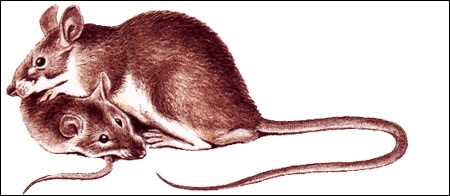 Туркестанская крыса (Rattus pyctoris)