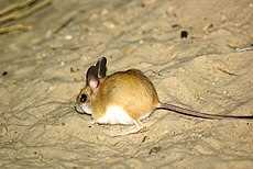 Питание и образ жизни тушканчиковых мышей (Notomys)
