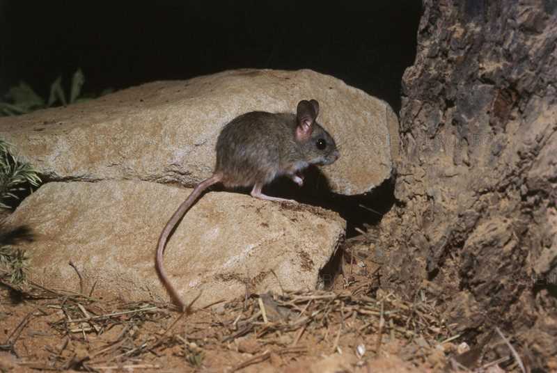 Тушканчиковые мыши (Notomys)