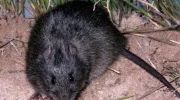 Тёмная крыса (Rattus colletti) — особенности внешности и поведения