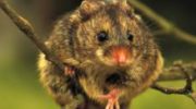 Тёмная мышовка — маленький обитатель лесов