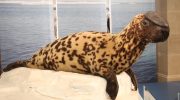 Тюлень-хохлач — особенности и образ жизни