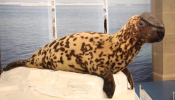 Тюлень-хохлач — особенности и образ жизни