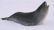 Тюлень Росса (Ommatophoca rossii)