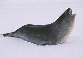 Тюлень Росса (Ommatophoca rossii)