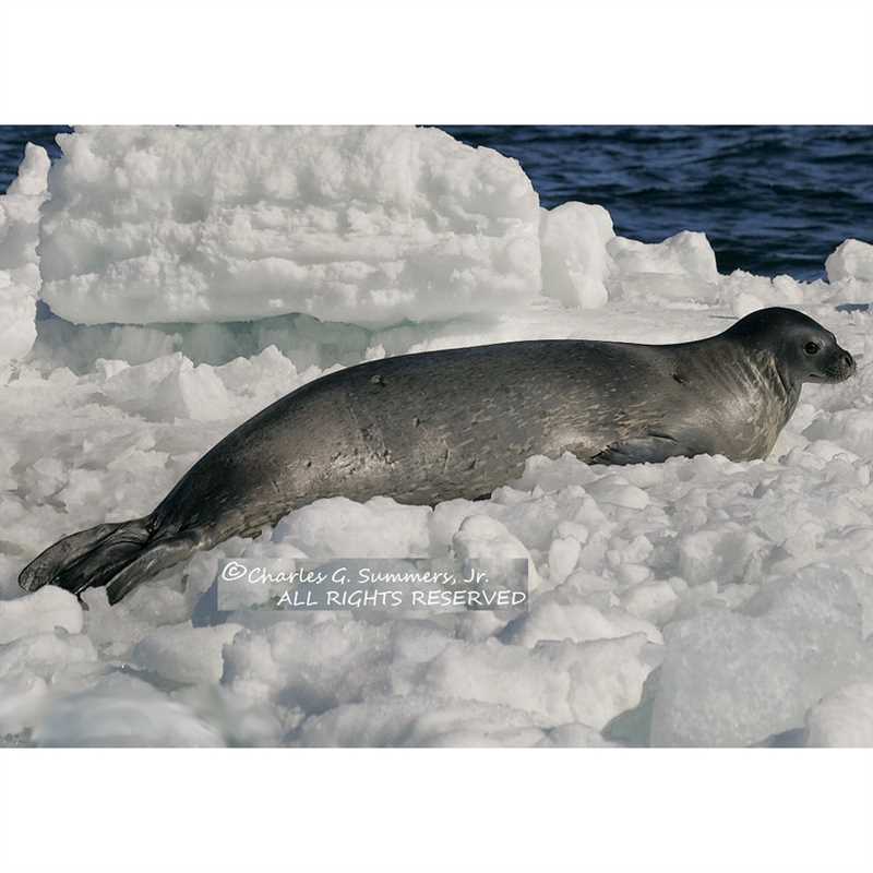 undefinedТюлень Уэдделла (Leptonychotes weddellii)</strong> – это один из самых интересных и известных видов тюленей. Он был открыт британским исследователем Джеймсом Кларком Россом в 1820 году во время его экспедиции в Антарктиду.»></p>
<p>Тюлень Уэдделла обитает на побережье Антарктического полуострова и на островах, окружающих его. Они живут на непроходимых и ледяных плато, в близости к большим полям льда. Тюлени Уэдделла известны своей удивительной способностью плавать подо льдом, чтобы дышать и охотиться.
<div class='code-block code-block-2' style='margin: 8px 0; clear: both;'>
<div class=