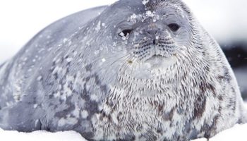 Тюлень Уэдделла — особенности и образ жизни