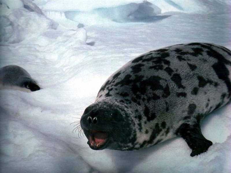 Легенды и мифы связанные с тюленем-хохлачом