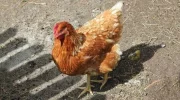 У домашней курицы желтый понос: причины, лечение, профилактические меры