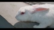 У кроликов гноятся глаза: причины и лечение в домашних условиях