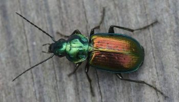 Удивительный мир жужелиц — исследование семейства Carabidae