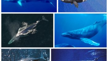 Усатые киты — история и вымирание
