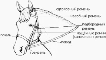 Уздечка для лошади: виды, составляющие, строение