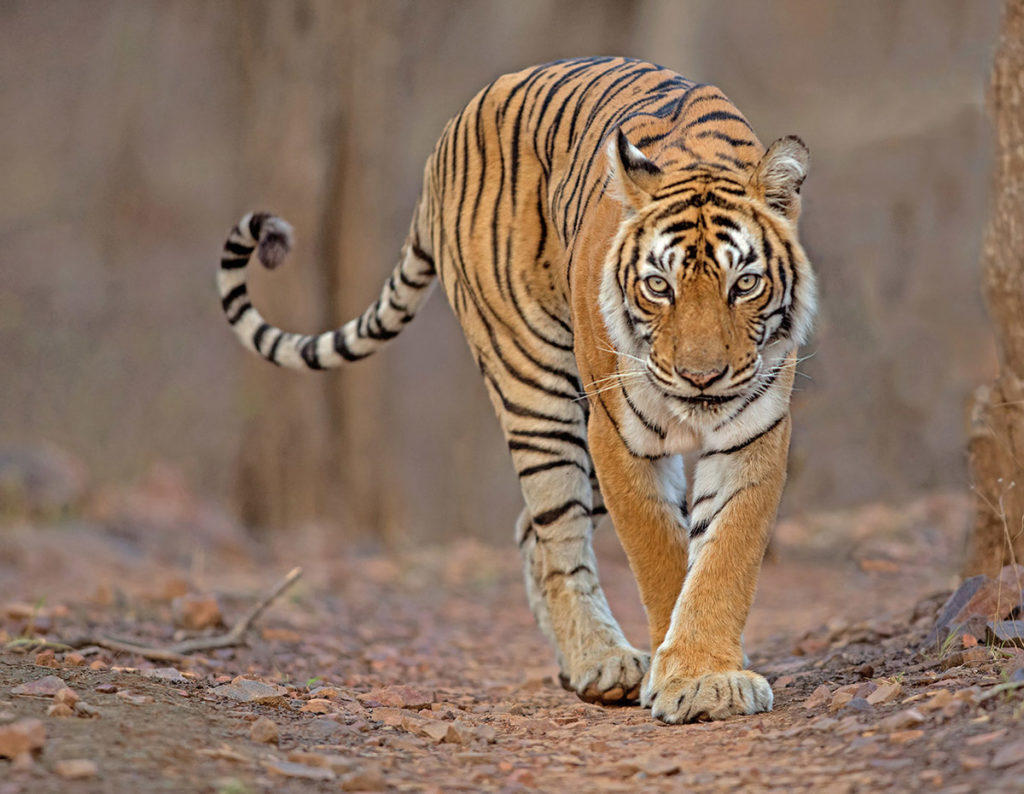 Южно-китайский тигр