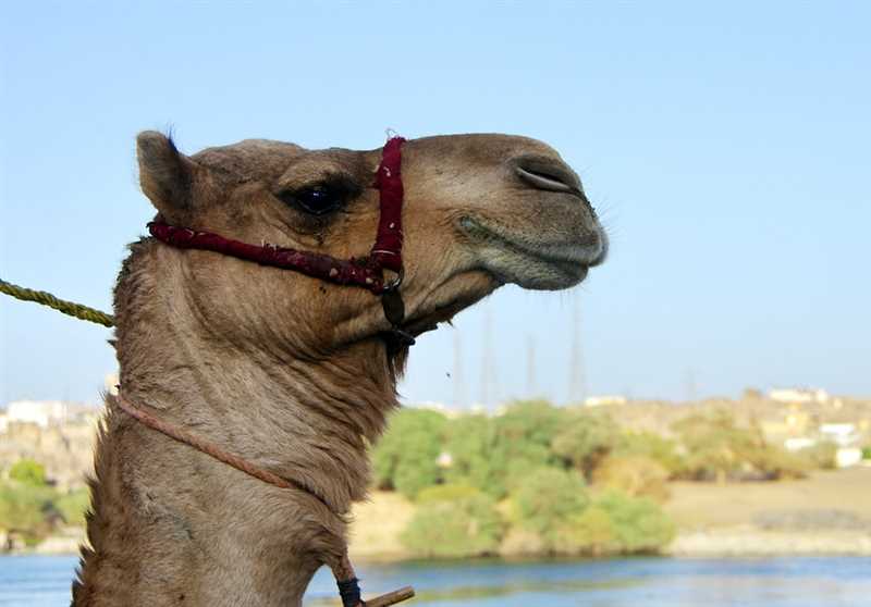 Верблюды (Camelus)