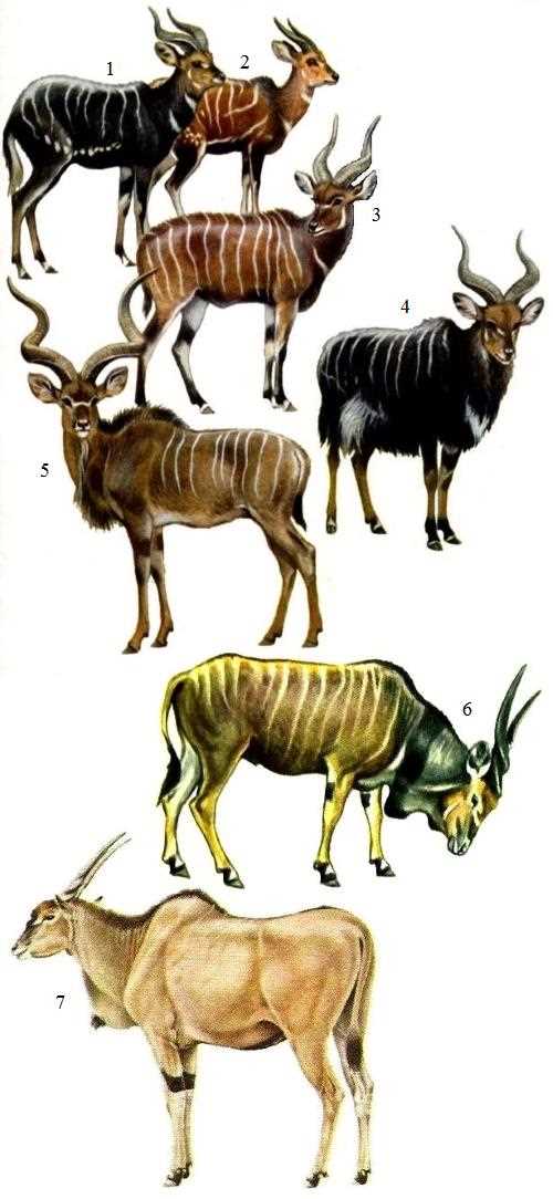 Специфика пищеварения винторогих антилоп: