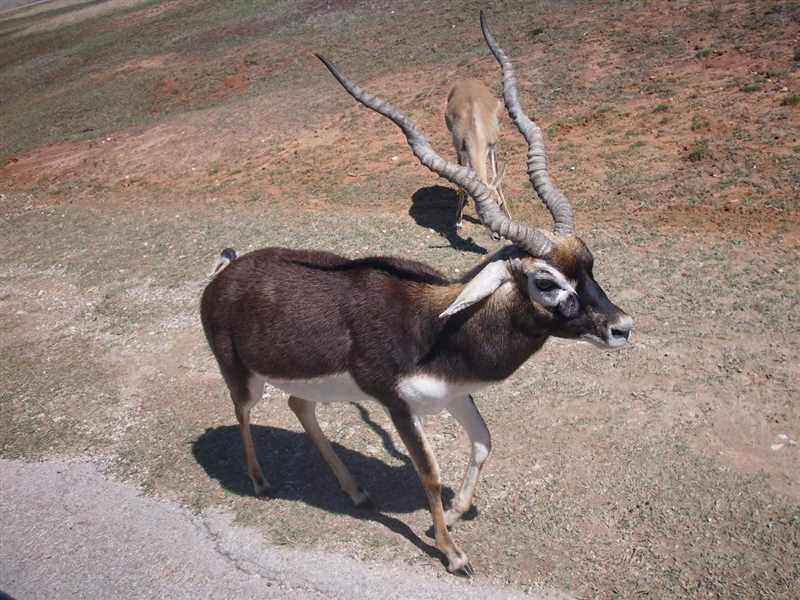 Особенности размножения винторогих антилоп