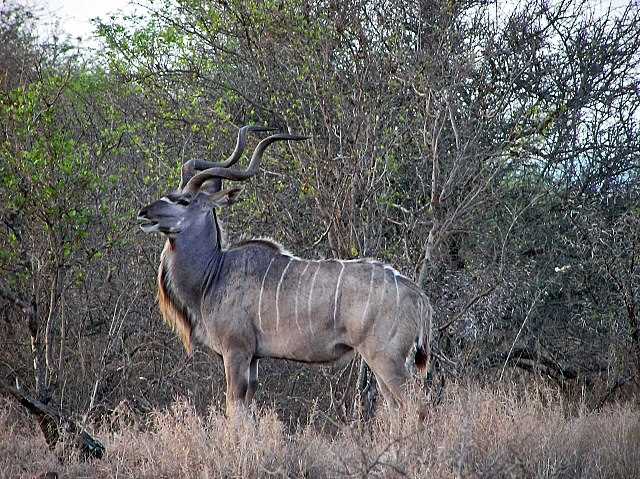 Биологические особенности винторогих антилоп
