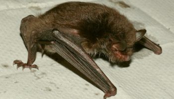 Водяная ночница (Myotis daubentonii) — особенности и образ жизни