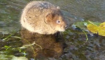 Водяная полёвка (Arvicola amphibius)