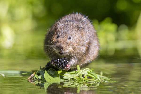 Что такое водяные крысы и их особенности