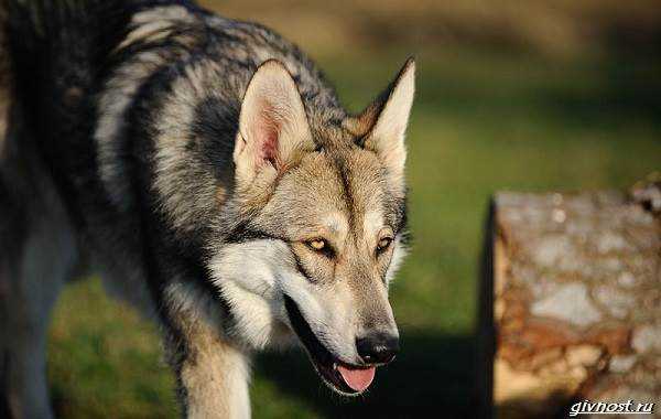 Здоровье волчьей собаки Сарлоса