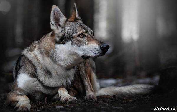 Волчья собака Сарлоса: плюсы и минусы