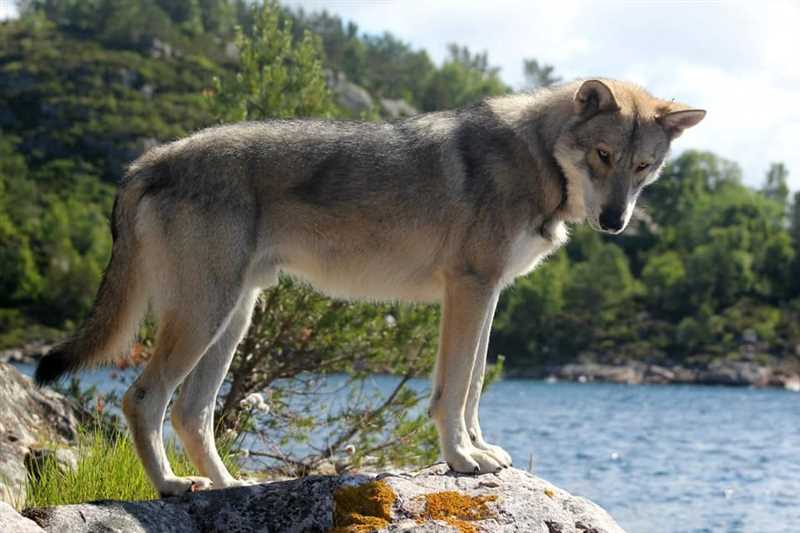 Воспитание волчьей собаки Сарлоса