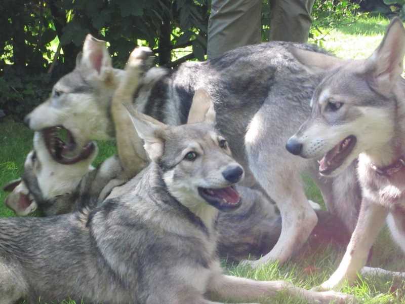 Питание волчьей собаки Сарлоса
