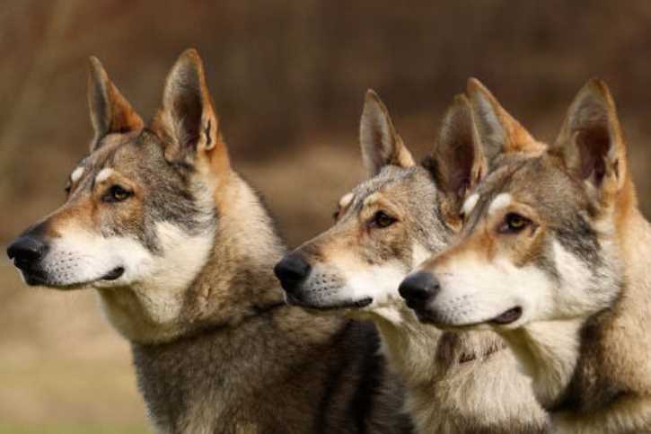 Сравнение волчьей собаки Сарлоса с похожими породами в таблице