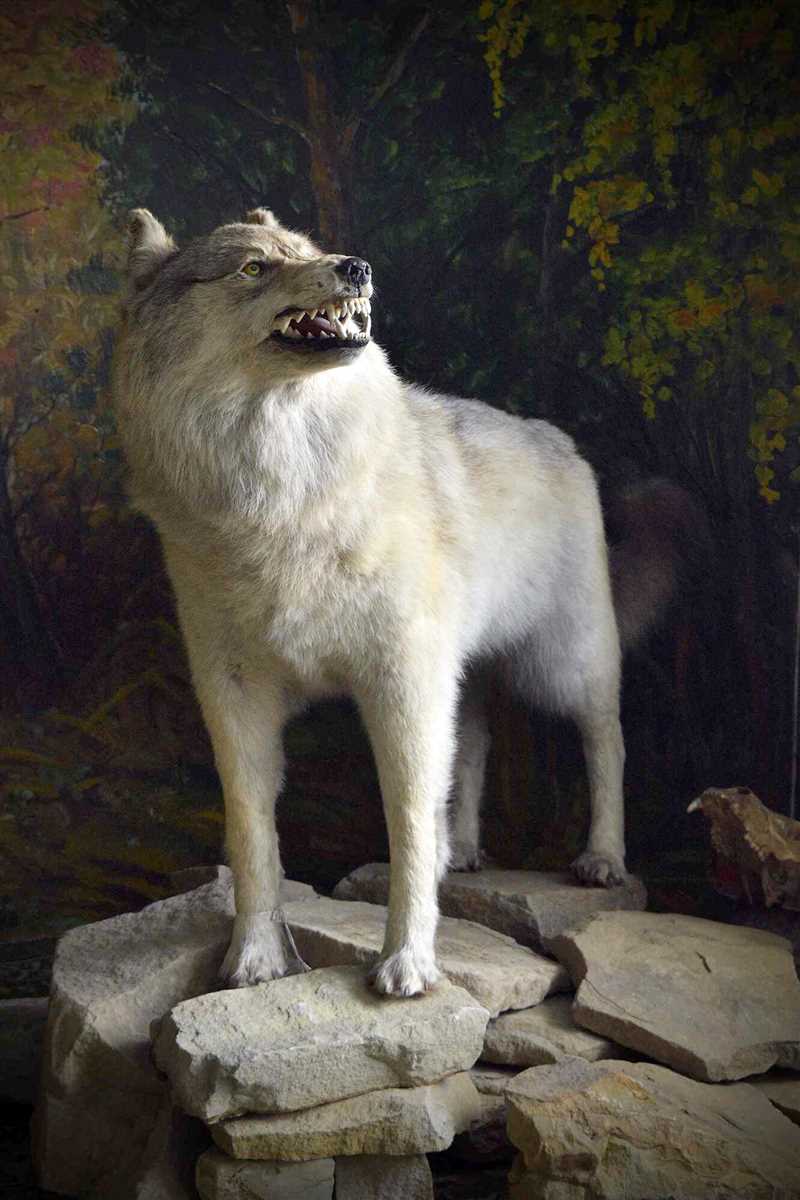 Мифы и легенды о волке