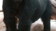 Восточная горилла: биология, поведение и защита вида