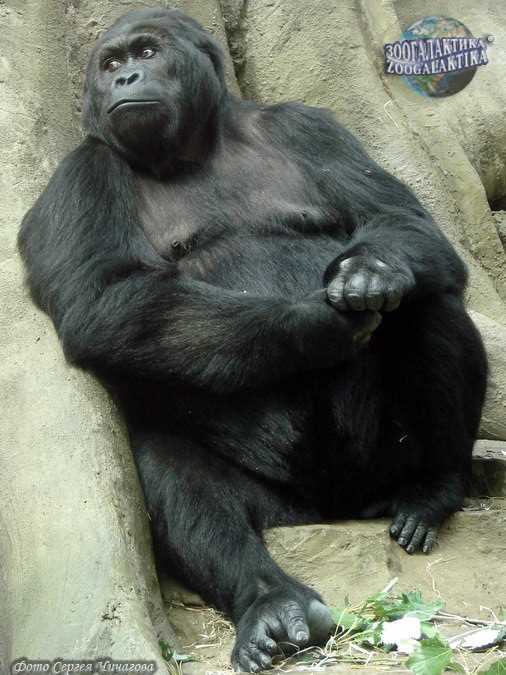 Роль питания восточной гориллы