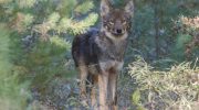 Восточный волк — знакомство с североамериканским лесным волком Canis lycaon