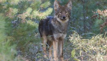 Восточный волк — знакомство с североамериканским лесным волком Canis lycaon