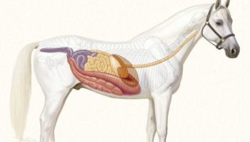 Все о науке о лошадях: изучение истории эволюции лошадей, откуда они появились