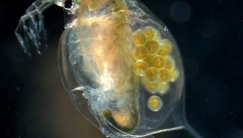 Всё о жизни и поведении Большой дафнии (Daphnia magna)