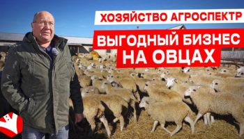 Выгодно или нет разведение овец как бизнес?