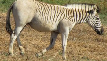 Вымершая степная зебра — квагга