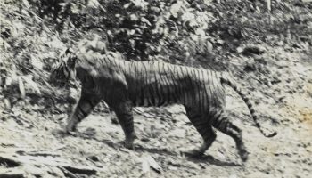 Вымерший яванский тигр (Panthera tigris sondaica)