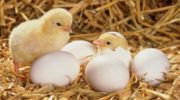 Выращивание цыплят в домашних условиях: натуральные продукты для всей семьи