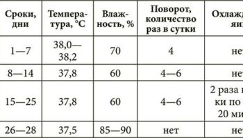 Выведение утят в инкубаторе в домашних условиях: как ухаживать за яйцами