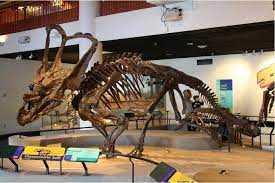Хасмозавр (Chasmosaurus)