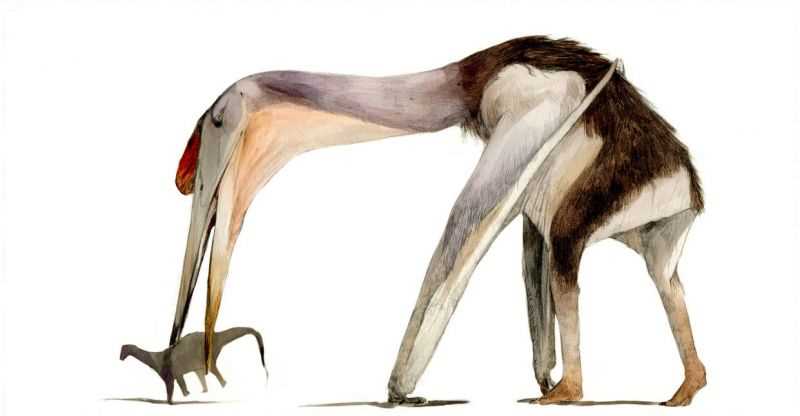 Хацегоптерикс (Hatzegopteryx)