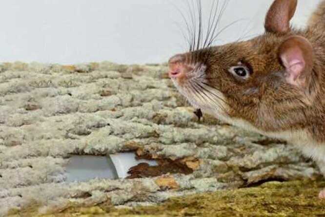Ареал обитания хомяковых крыс