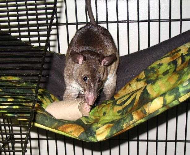 Гигантская хомяковая крыса (Cricetomys emini)